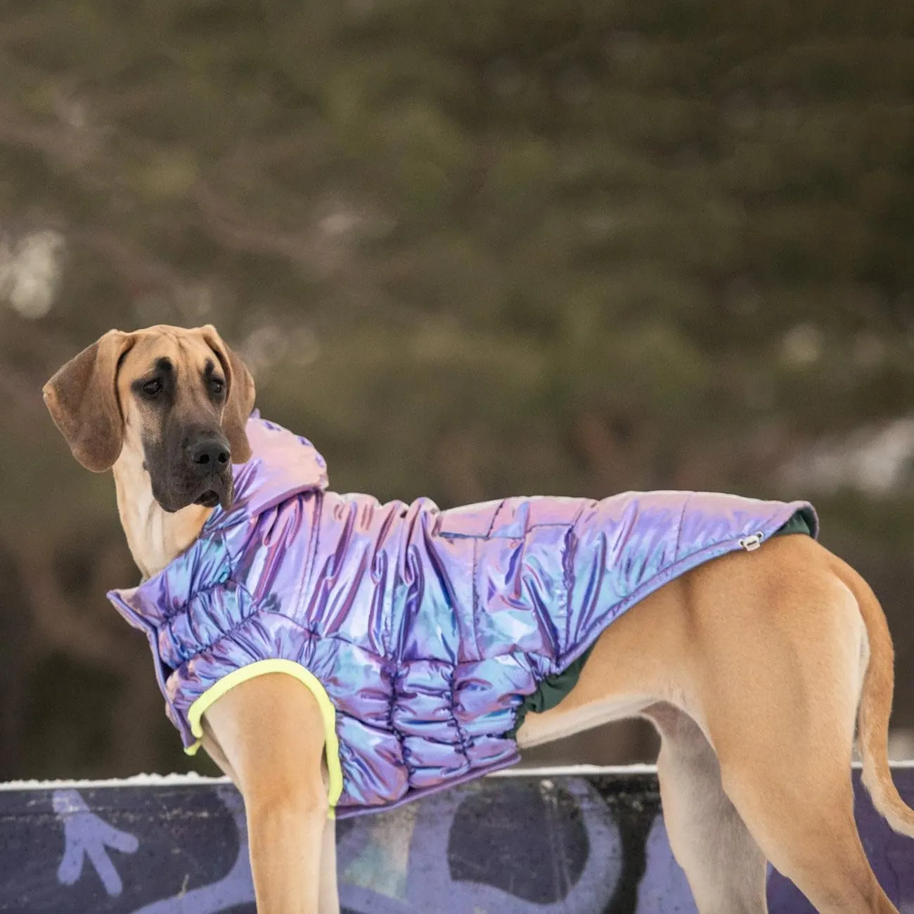 Recycled Parka Dog Coat  Earth-Friendly Waterproof Dog Jacket | Warm Lining, Classic Style | Outwear for Small Medium Large Dogs  Iridescent - XS