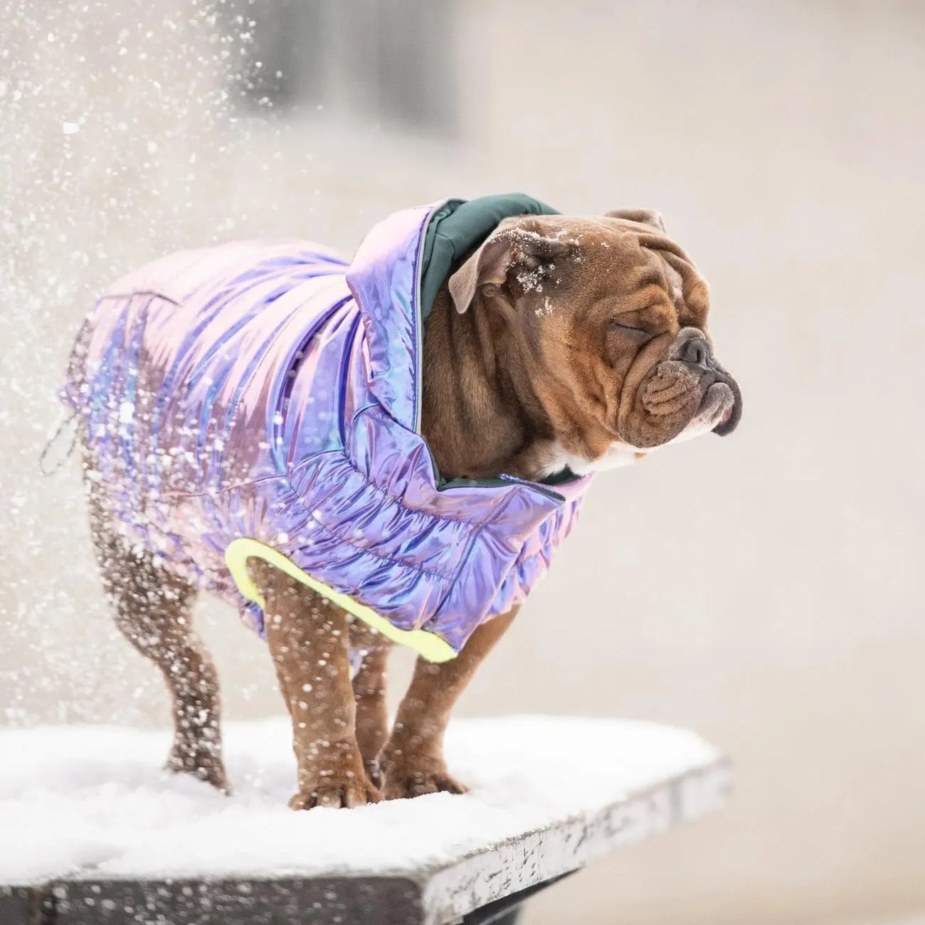 Recycled Parka Dog Coat  Earth-Friendly Waterproof Dog Jacket | Warm Lining, Classic Style | Outwear for Small Medium Large Dogs  Iridescent - XS